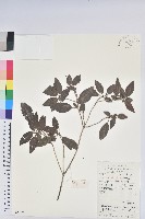 藏品(馬銀花)的圖片