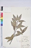 藏品(細葉青剛、黑稠、黑櫟、小葉青剛)的圖片