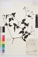 藏品(楊子鐵線蓮)的圖片