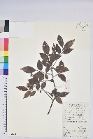 藏品(米飯花)的圖片