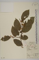 藏品(顯柱南蛇藤)的圖片