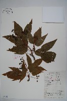 藏品(吳茱萸五加)的圖片