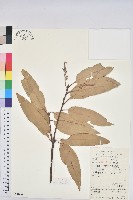 藏品(包槲柯)的圖片