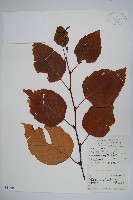 藏品(亮葉樺)的圖片