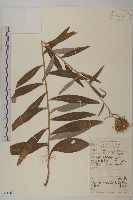 藏品(華薊)的圖片