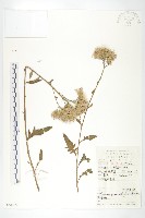 藏品(鳳毛菊)的圖片