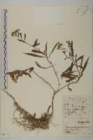 藏品(三脈紫菀狹葉變種)的圖片