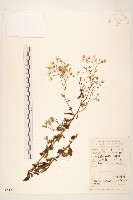 藏品(一枝香)的圖片