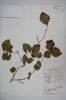 藏品(下江忍冬)的圖片