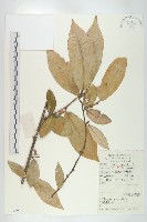 藏品(宜昌胡頹子)的圖片