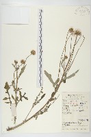 藏品(泥胡菜)的圖片