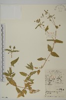 藏品(牛繁縷)的圖片