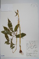 藏品(睫毛萼鳳仙花)的圖片