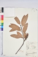 藏品(短尾葉石櫟、綿柯)的圖片