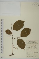 藏品(哥蘭葉)的圖片