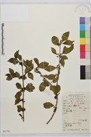 藏品(凍綠)的圖片