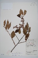 藏品(小葉獼猴桃)的圖片