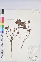 藏品(守城滿山紅、馬禮士杜鵑)的圖片