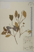 藏品(扶芳藤)的圖片