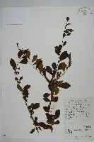 藏品(鼠李冬青、滿樹星)的圖片