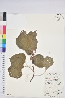 藏品(野桐)的圖片