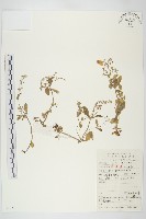 藏品(大葉火焰草)的圖片