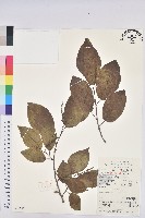 藏品(白木烏臼)的圖片