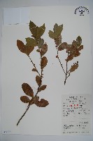 藏品(三花冬青)的圖片