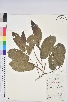 藏品(茅栗)的圖片