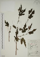 藏品(小桑樹)的圖片