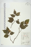 藏品(四照花、山荔枝)的圖片