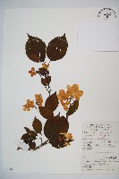 藏品(蝴蠂莢迷)的圖片