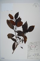 藏品(高山莢迷)的圖片