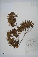 藏品(雞爪槭)的圖片