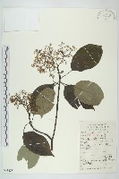 藏品(燈臺樹)的圖片