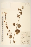 藏品(蒲兒根)的圖片