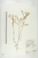 藏品(獨行菜)的圖片