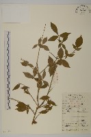 藏品(衛矛)的圖片