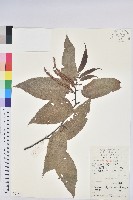 藏品(茅栗)的圖片