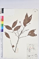 藏品(米飯花)的圖片