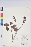 藏品(馬銀花)的圖片