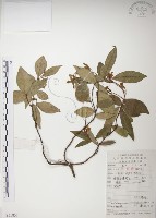 藏品(絡石)的圖片