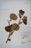 藏品(獼猴桃、奇異果)的圖片