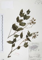 藏品(灰色木藍)的圖片