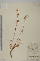 藏品(桃色女婁菜)的圖片