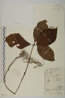 藏品(多穗金粟蘭)的圖片