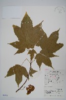 藏品(毛果槭)的圖片