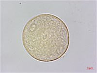 藏品(沙楠子樹)的圖片