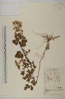 藏品(油菊、野菊)的圖片