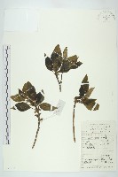 藏品(青莢葉)的圖片